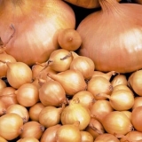 Kako pohraniti luk prije sadnje: temperatura, vrijeme, priprema